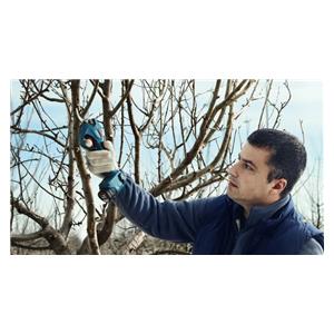 Bosch Pro Pruner šare za orezivanje SOLO alat -06019K1020- 3